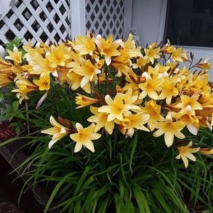 Meet your Posher, Anne